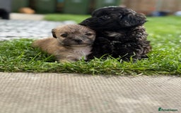 Yorkshire Terrier dogs for sale: Yorkies  - Image 9