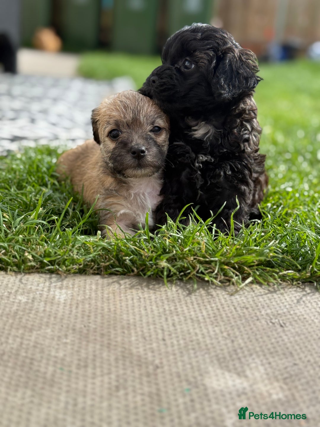 Yorkshire Terrier dogs for sale: Yorkies  - Image 9