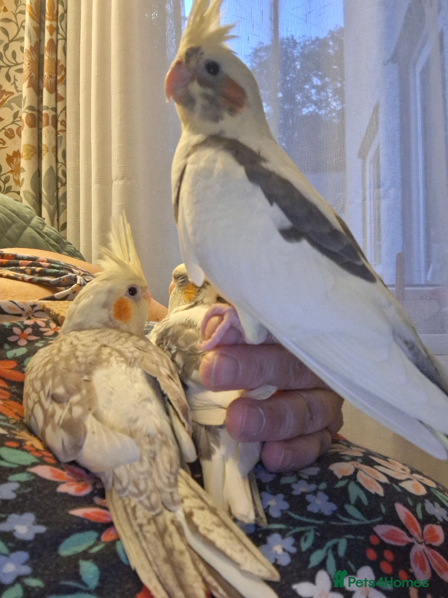 Cockatiels birds Cockateil handtame babies very pretty babies. - Advert 2