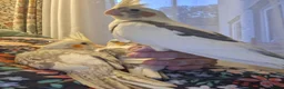 Cockatiels birds for sale: Cockateil handtame babies very pretty babies. - Advert 1