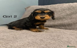 Cockapoo dogs for sale: 7 lovely cockerpoos  - Image 3