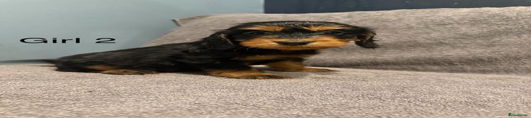 Cockapoo Puppy 7