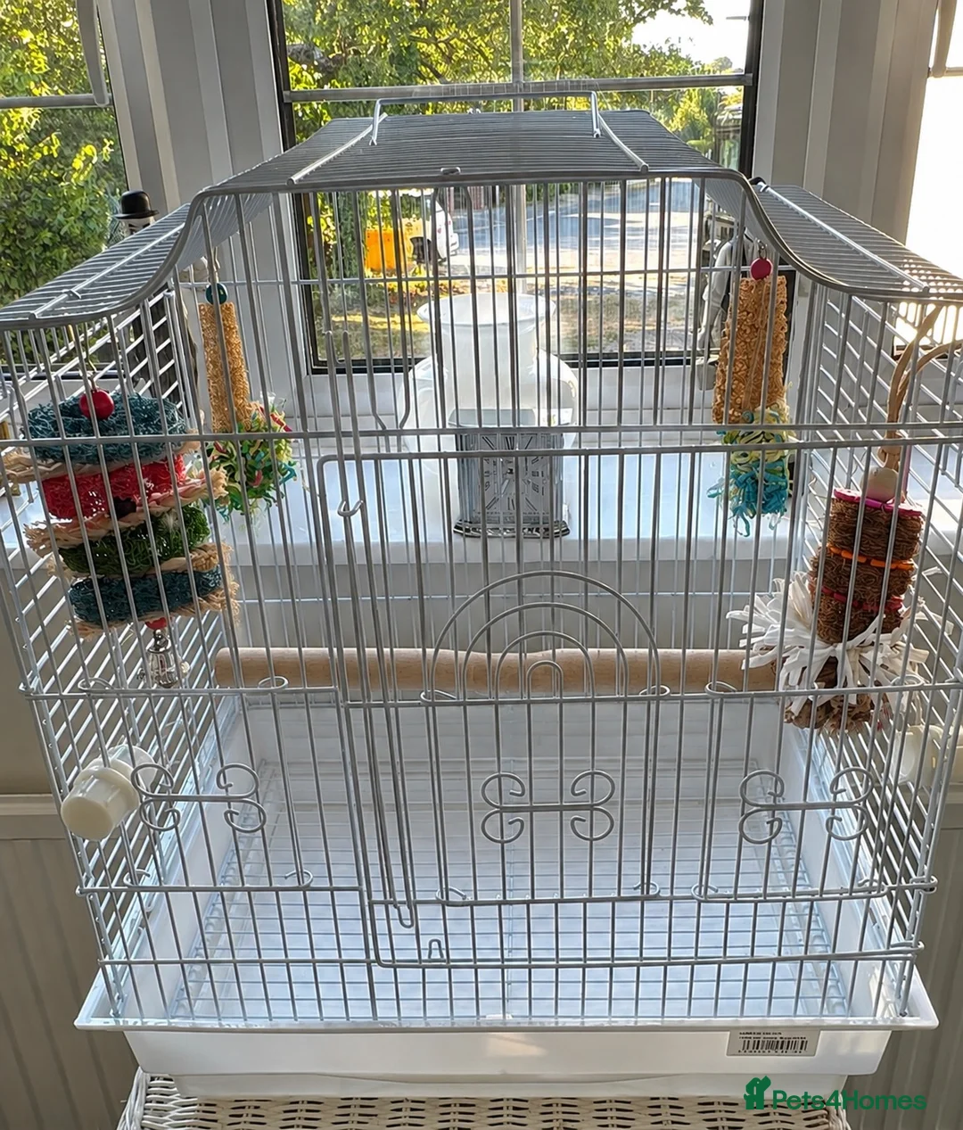 Budgerigars birds for sale: Beautiful Tame Male Parrotlet - Advert 11
