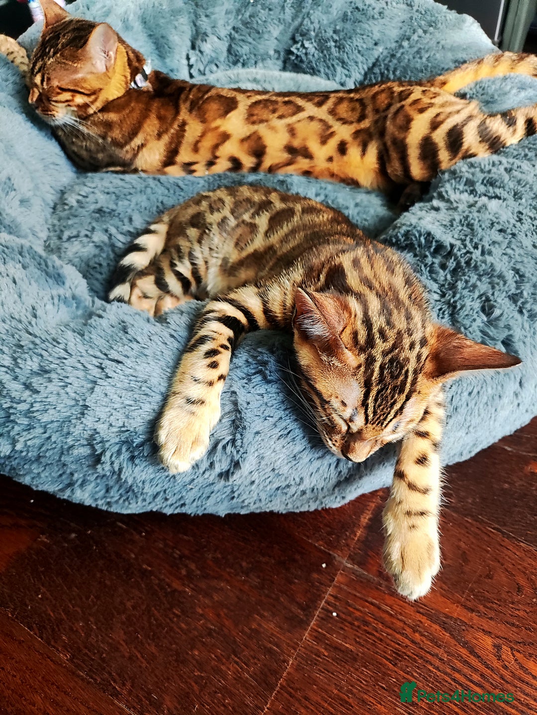 Bengal cats for sale: 🔥The Cutest Bengals in the UK? Come See 😺 🐾 - Image 8
