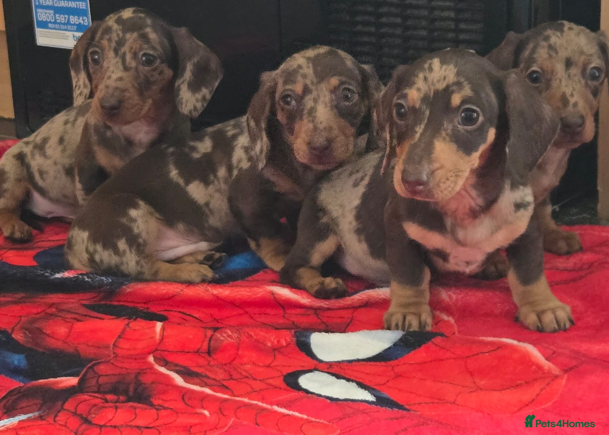 Dachshund dogs Beautiful miniature Dachshund babies  - Advert 1