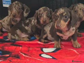 Dachshund dogs Beautiful miniature Dachshund babies - Advert 1