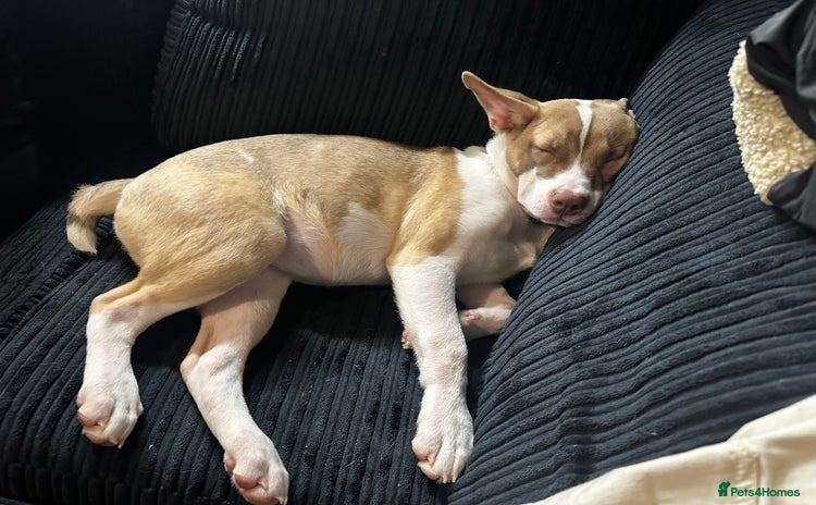 Mixed Breed dogs - Advert 4