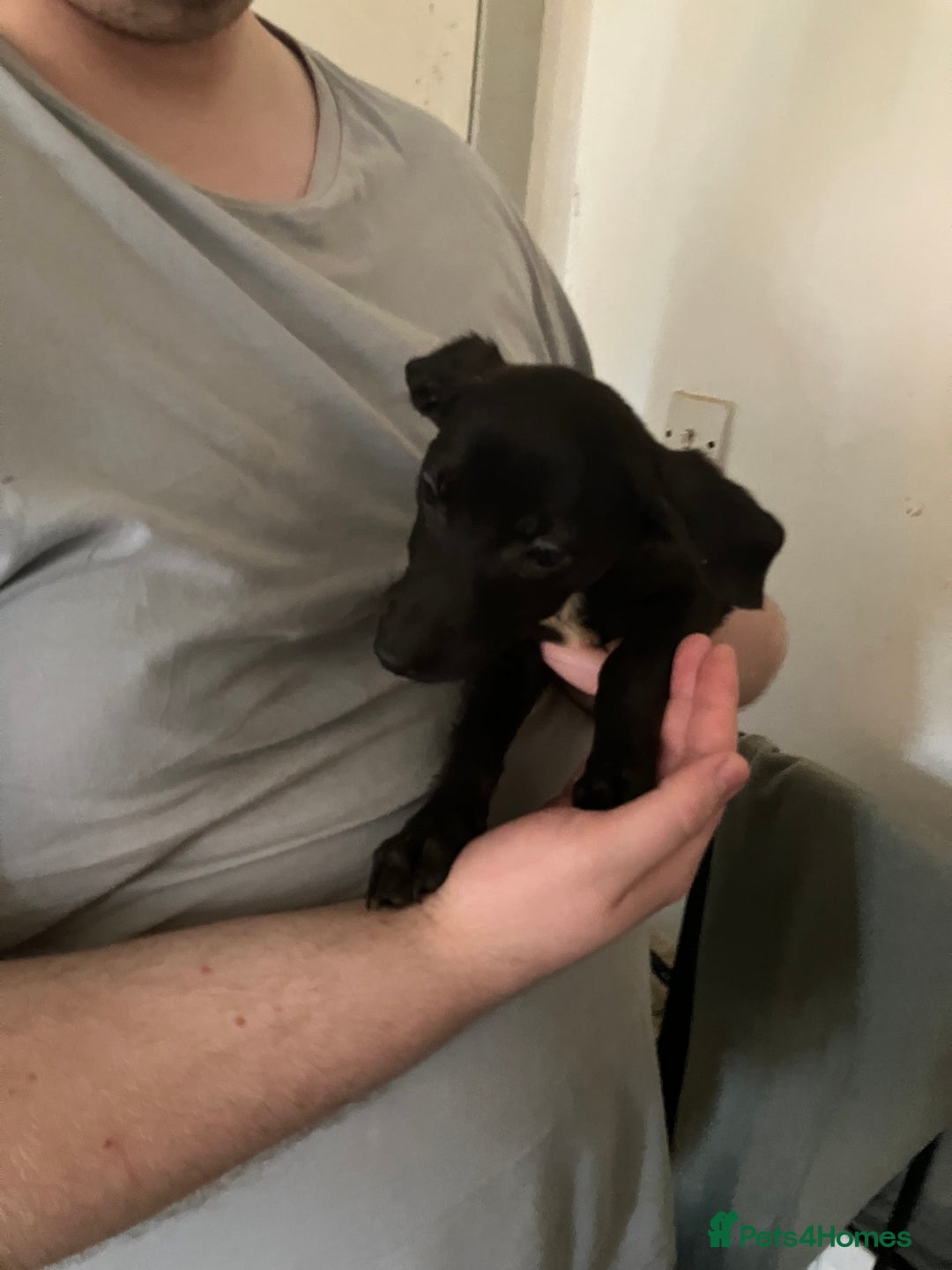 Mixed Breed dogs for sale: Puppies ready to be rehomed - Image 2