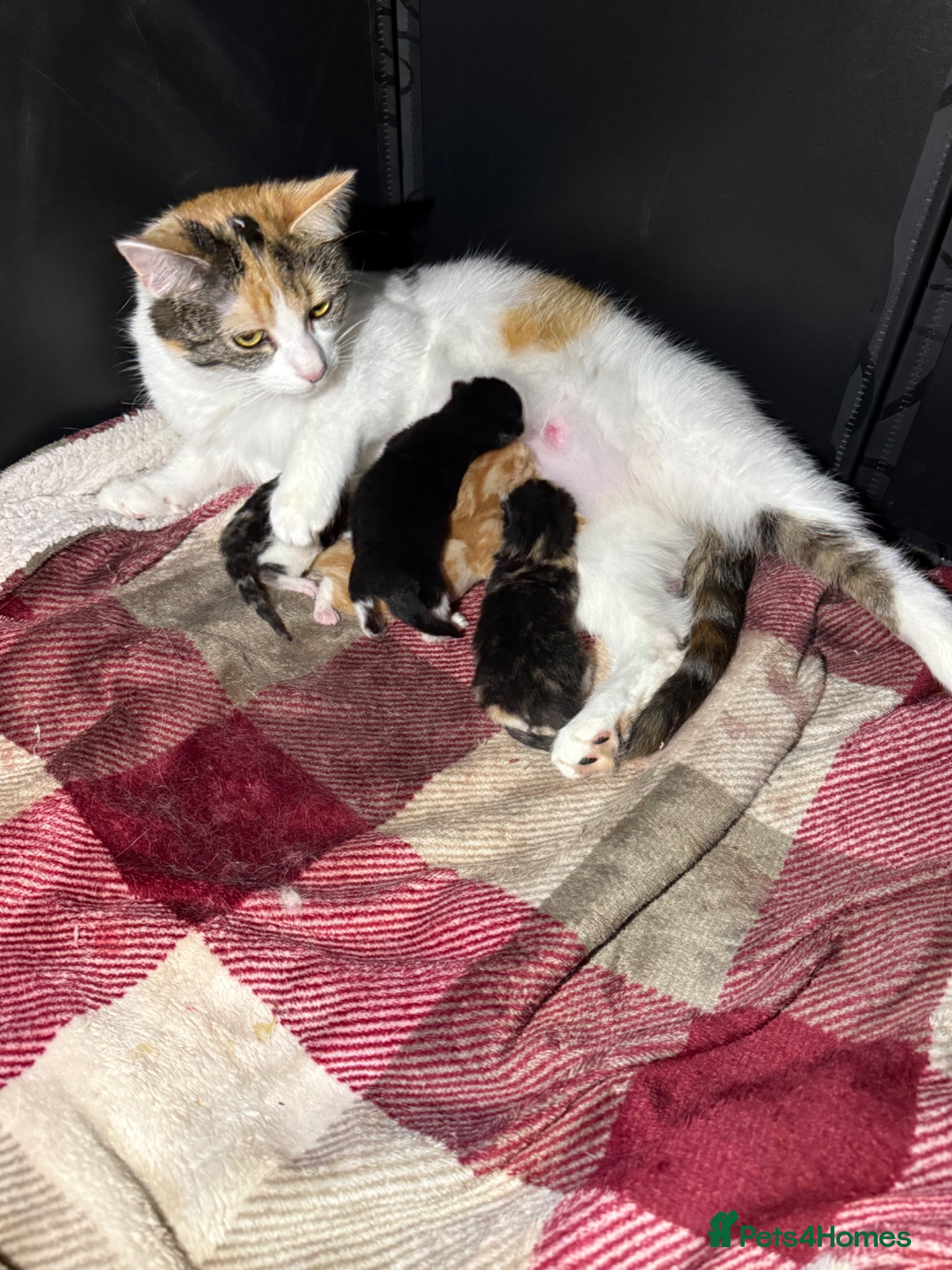 Mixed Breed cats Kittens  - Advert 5