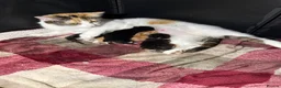 Mixed Breed cats for sale: Kittens  - Advert 1