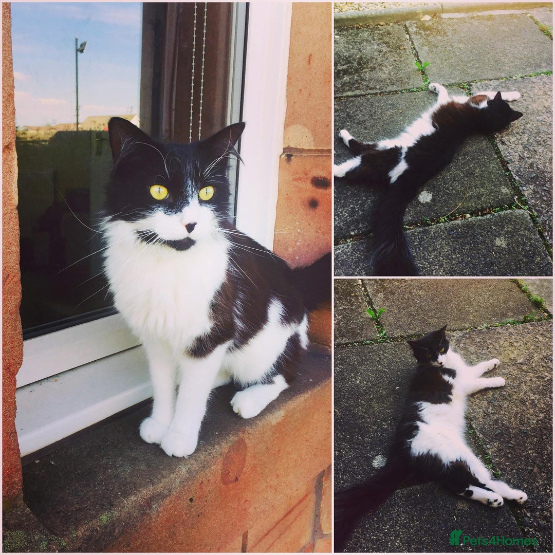 British Longhair cats for sale: Cat for rehoming - Image 1
