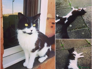 British Longhair cats - Advert 1