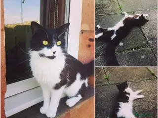 British Longhair cats Cat for rehoming - Advert 2