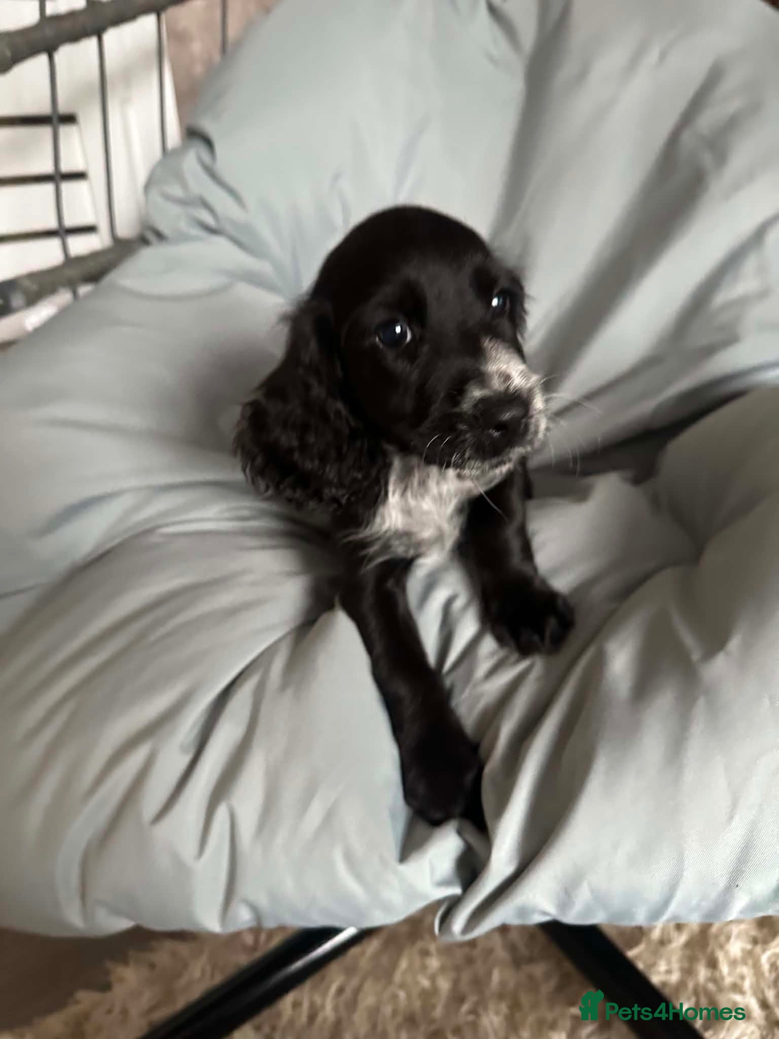 Cocker Spaniel dogs Cocker spaniel puppy last black girl reduced 🩷 - Advert 6