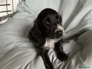 Cocker Spaniel dogs Cocker spaniel puppy last black girl reduced 🩷 - Advert 6
