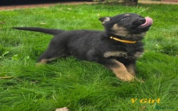 German Shepherd dogs for sale: 1 German shepherd girl for sale - Advert 3