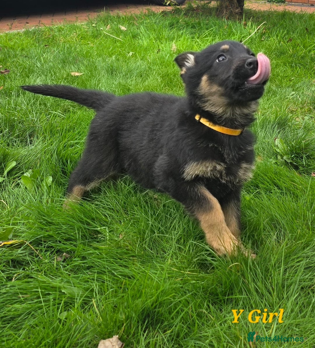 German Shepherd dogs for sale: 1 German shepherd girl for sale - Advert 3