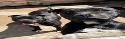 Staffordshire Bull Terrier dogs for sale: 3 Staffordshire pups - Advert 6
