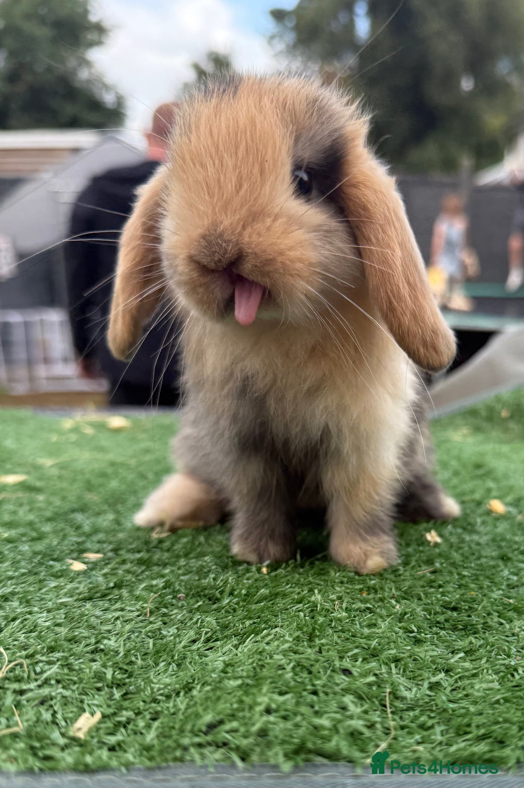 Mini Lop rabbits for sale: Mini lops  - Image 2