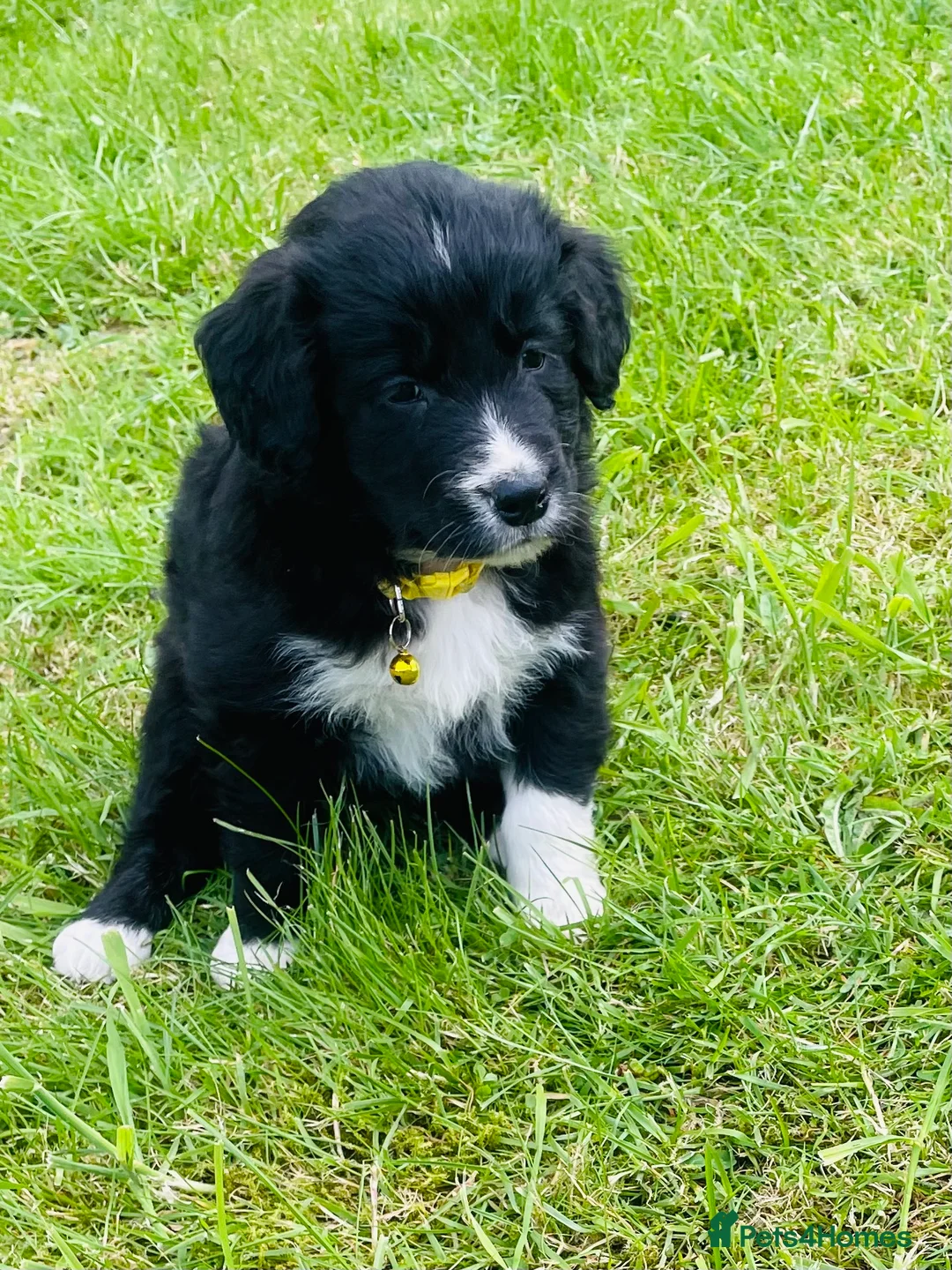 Mixed Breed dogs for sale: Lovely litter of fluffy Sprockers - Advert 2