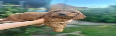 Cockapoo 1
