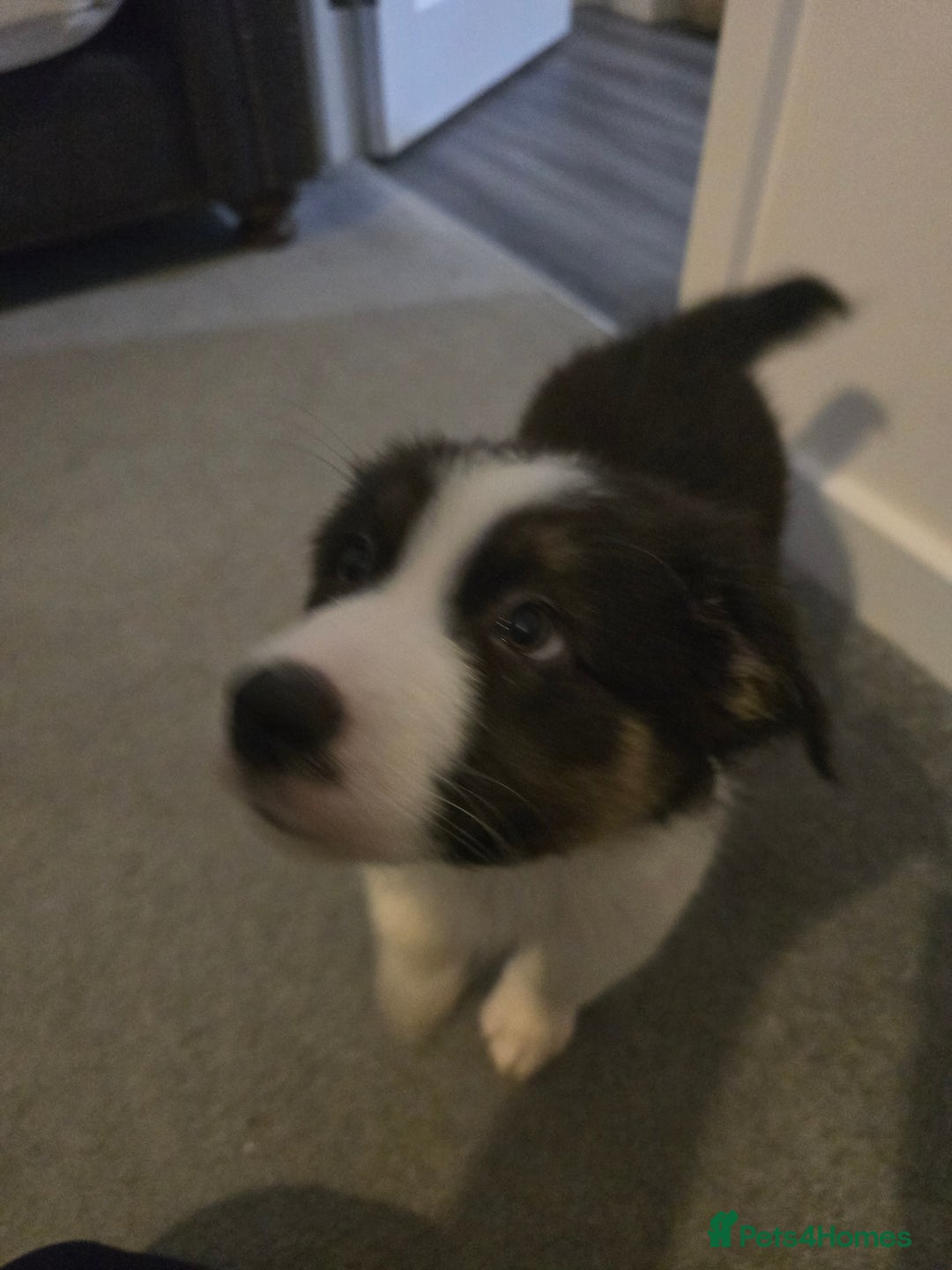 Australian Shepherd dogs for sale: Waiting list open for around **  - Advert 4