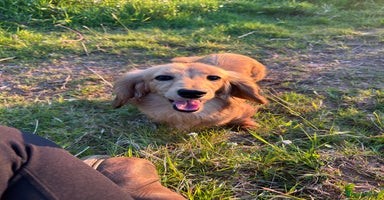 Miniature Dachshund dogs - Advert 1