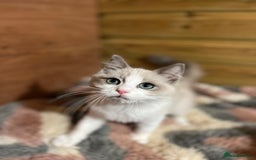 Ragdoll cats for sale: Tica Cherubim ragdoll kittens ready now  - Image 21