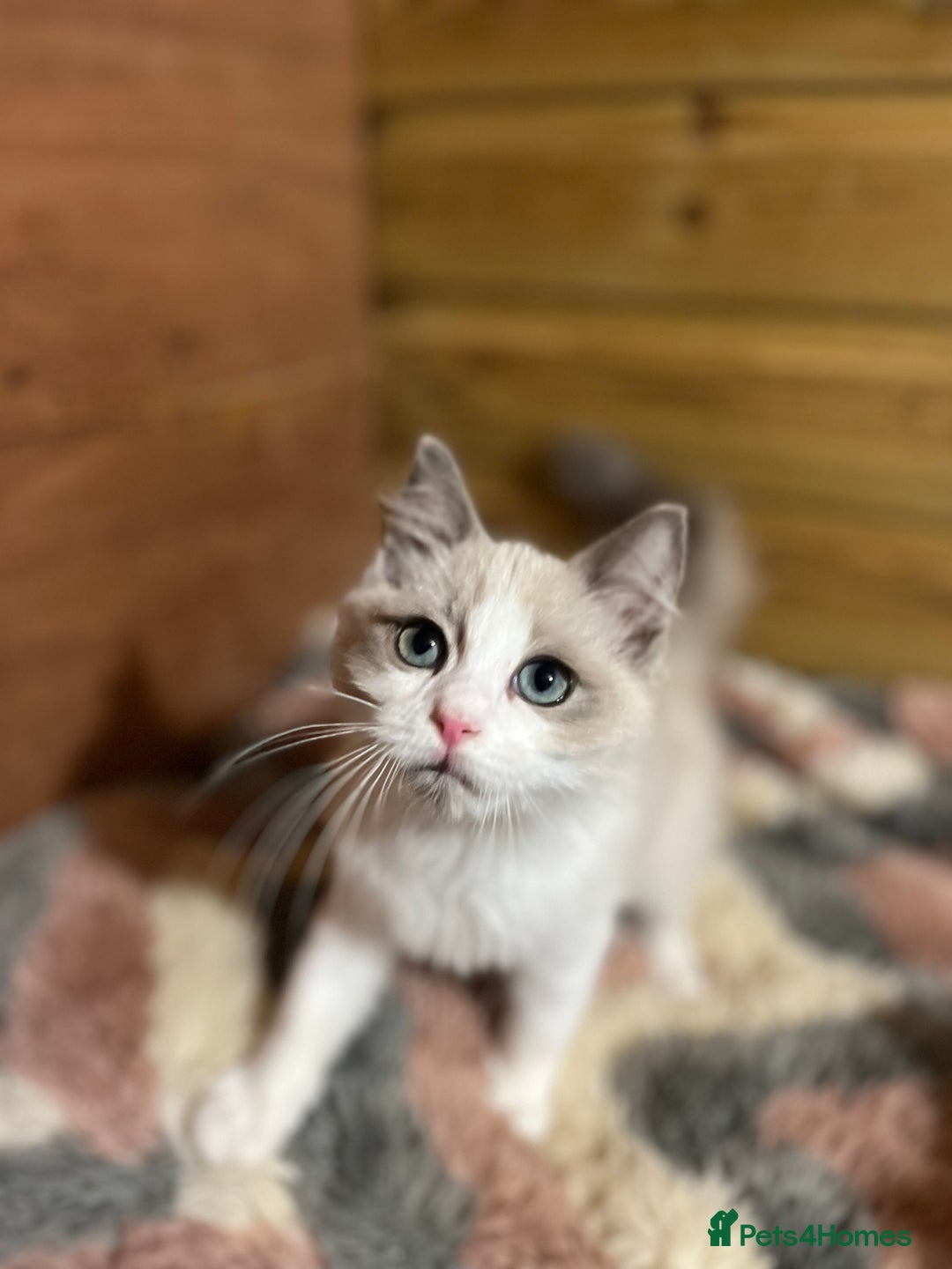 Ragdoll cats for sale: Tica Cherubim ragdoll kittens ready now  - Image 21