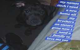 Mixed Breed dogs for sale: Staffyxjackrussell pups - Advert 1