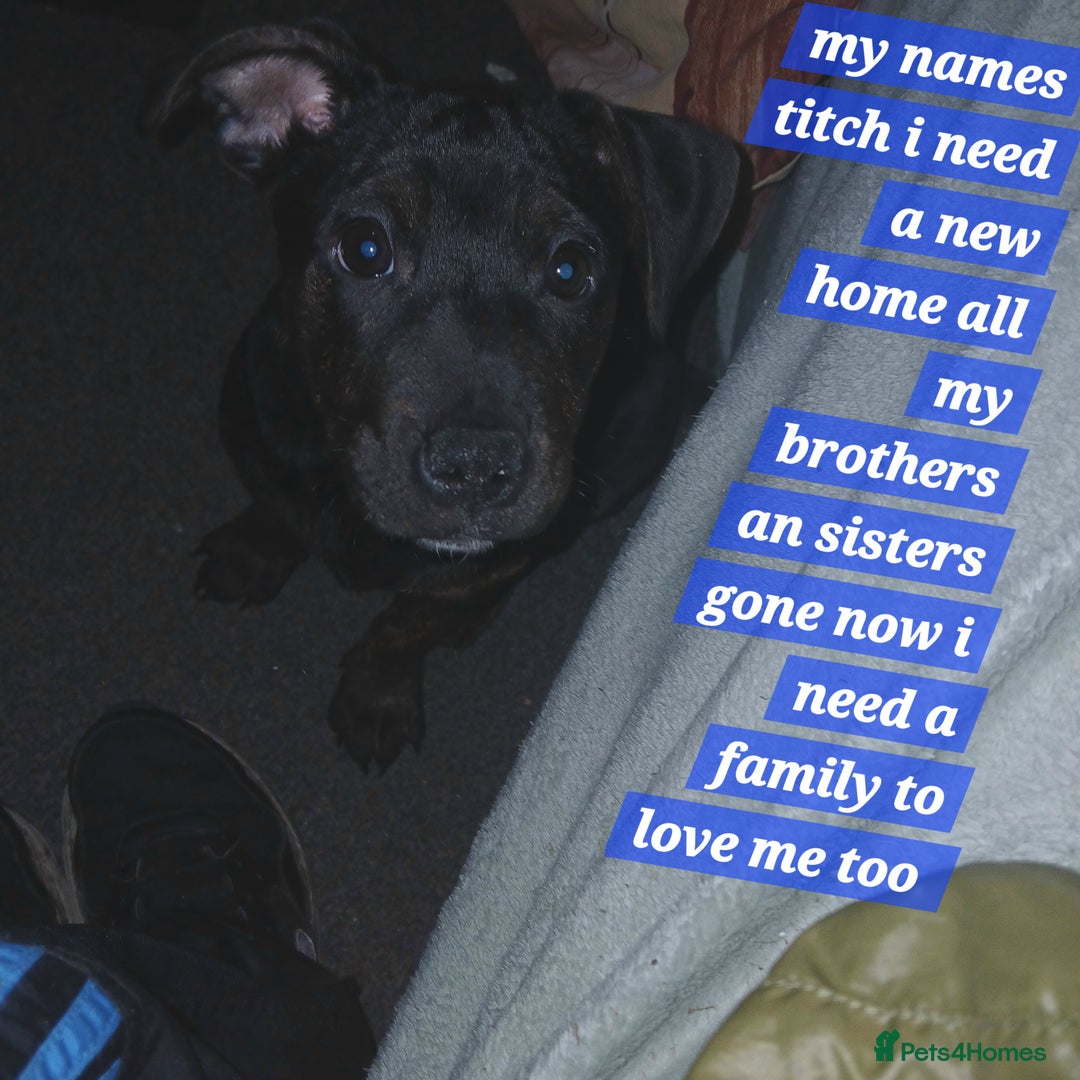 Mixed Breed dogs for sale: Staffyxjackrussell pups - Advert 1