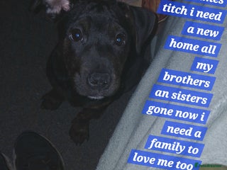 Mixed Breed dogs Staffyxjackrussell pups - Advert 4