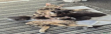 Mixed Breed 4