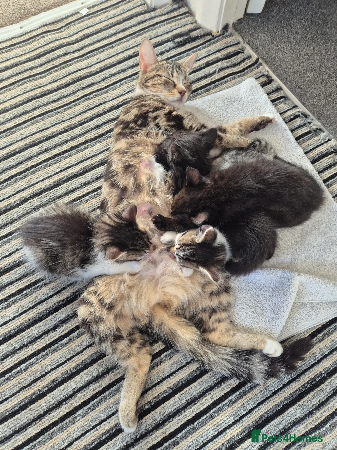 Mixed Breed cats for sale: 2 boys and 2 girls kitten in Stoke-on-Trent - Advert 2