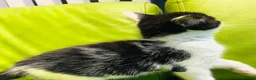 Mixed Breed cats for sale: Kittens for sale ,mixed breed, wonderful behaviour - Advert 11