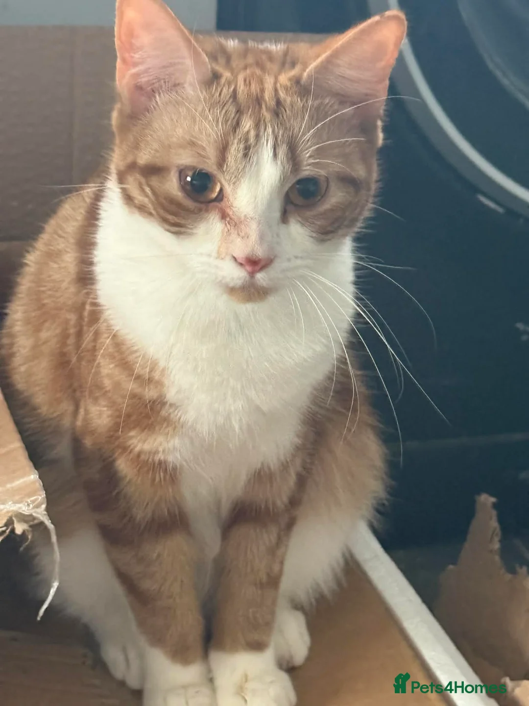 Mixed Breed cats for sale: Lexi  - Advert 1