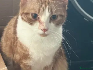 Mixed Breed cats Lexi - Advert 5