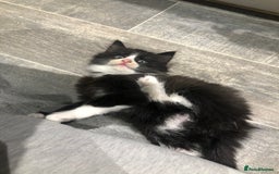 Domestic Shorthair cats for sale: 5 Beautiful kittens for sale  - Image 4