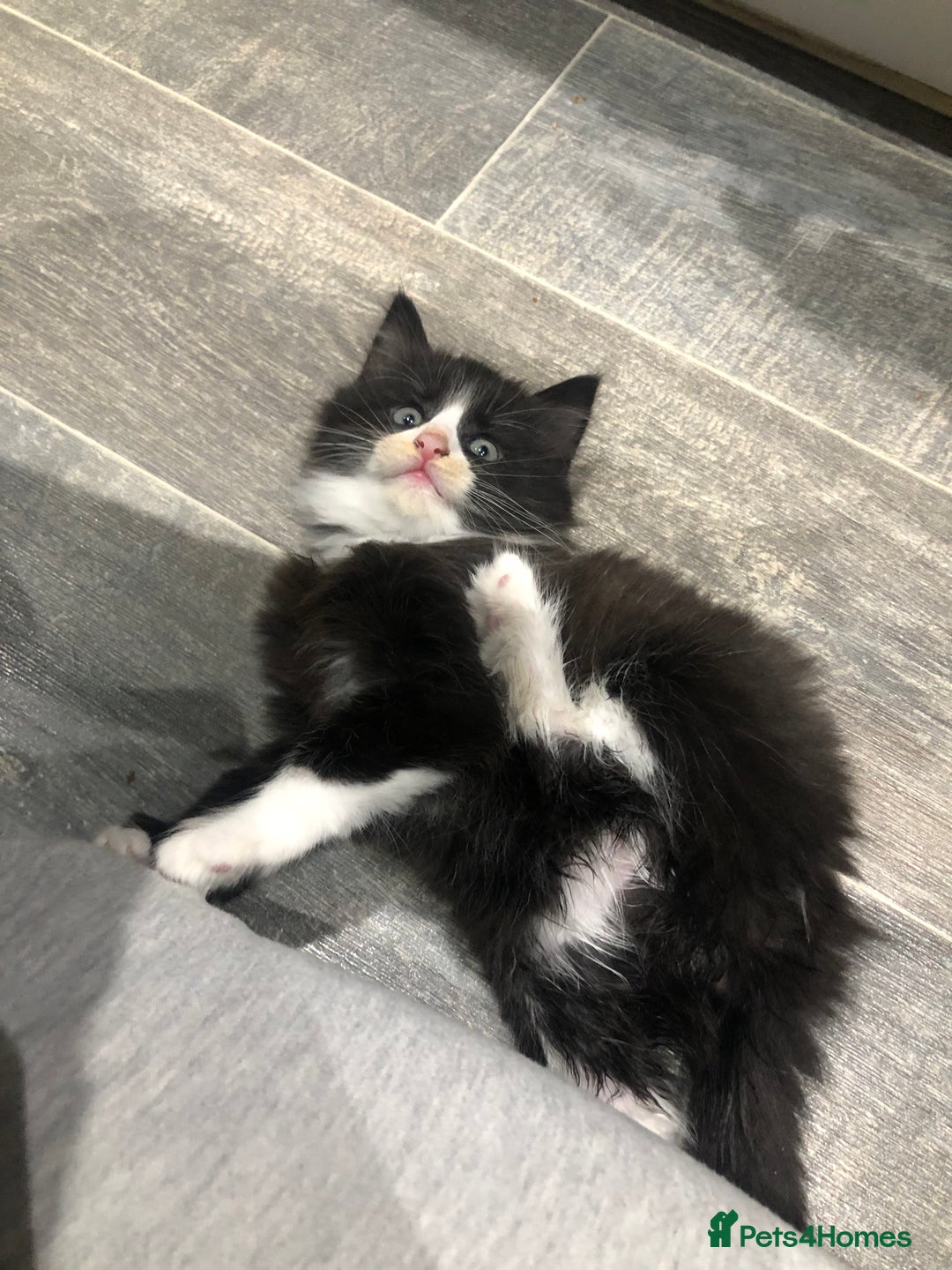 Domestic Shorthair cats for sale: 5 Beautiful kittens for sale  - Image 4