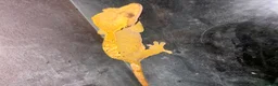 Gecko reptiles for sale: Crested Gecko Bio Active Set Up  in Woodbridge - Advert 2