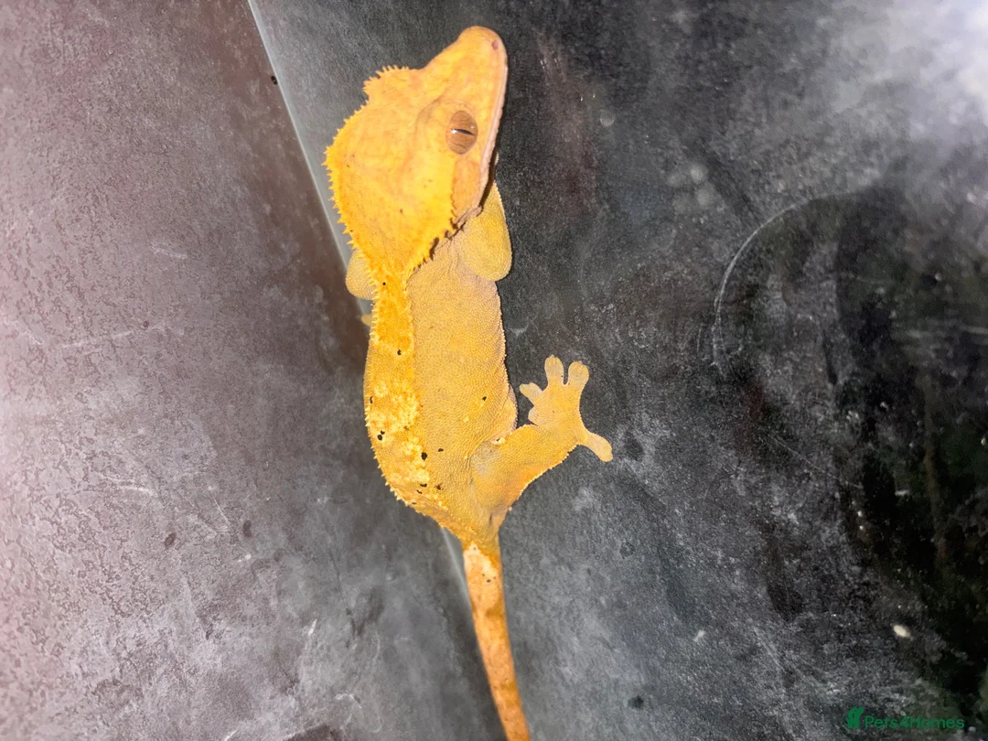 Gecko reptiles for sale: Crested Gecko Bio Active Set Up  in Woodbridge - Advert 2