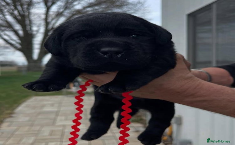 Labrador Retriever dogs - Advert 7