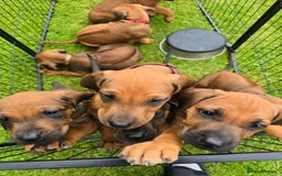 Rhodesian Ridgeback dogs for sale: Stunning Rhodesian RidgeBack Pups.. - Image 8