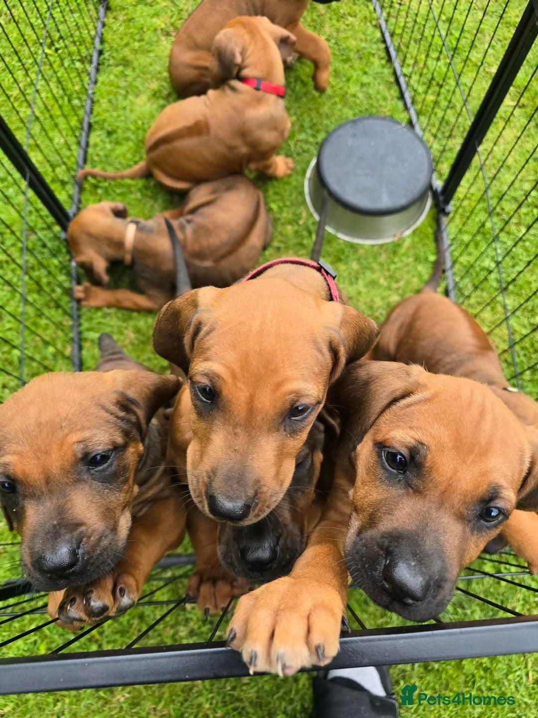 Rhodesian Ridgeback dogs for sale: Stunning Rhodesian RidgeBack Pups.. - Image 8