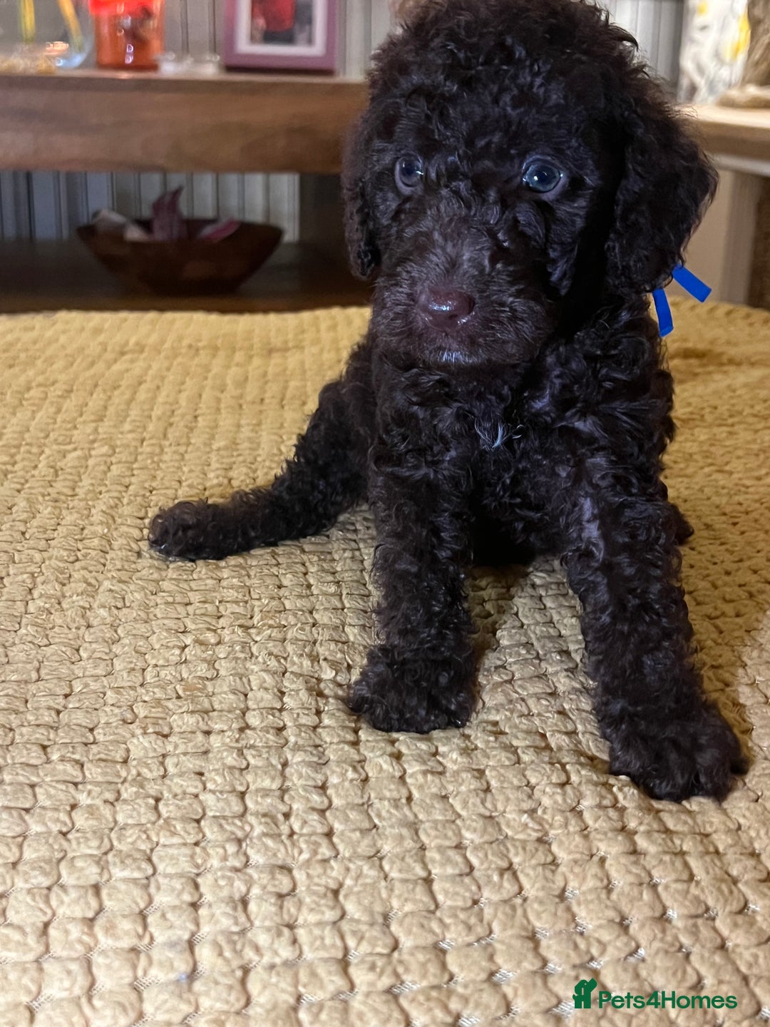Cockapoo dogs for sale: Cockapoo puppies  - Image 34