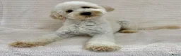 Miniature Poodle dogs for sale: Stormzy has Retired 💙 - Advert 7