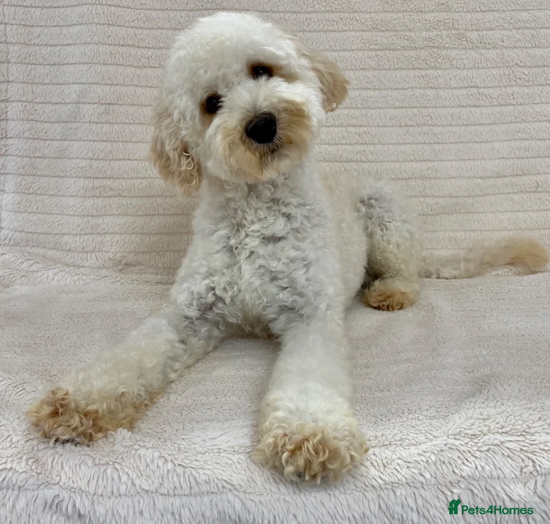 Miniature Poodle dogs for sale: Stormzy has Retired 💙 - Advert 7