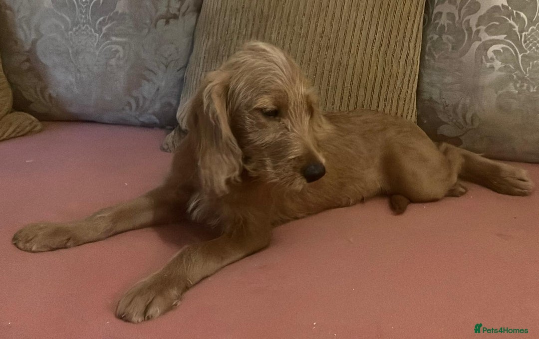 Labradoodle dogs for sale: Absolutely beautiful Labradoodles - Advert 15