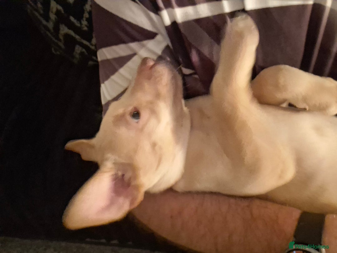 Labrador Retriever dogs for sale: Labrador puppies - Advert 16