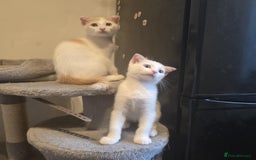 Mixed Breed cats for sale: Scottish Fold Mix with Domestic Shorthair (calico) - Image 14